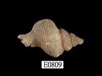 藏品(蒜頭花仙螺)的圖片